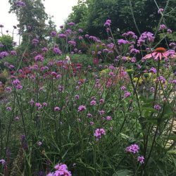 Nieuwe beplanting voor een al bestaande mooie tuin in Twisk, meer bloei en kleur en bijen en vlinders (10)
