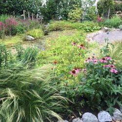 Nieuwe beplanting voor een al bestaande mooie tuin in Twisk, meer bloei en kleur en bijen en vlinders (4)